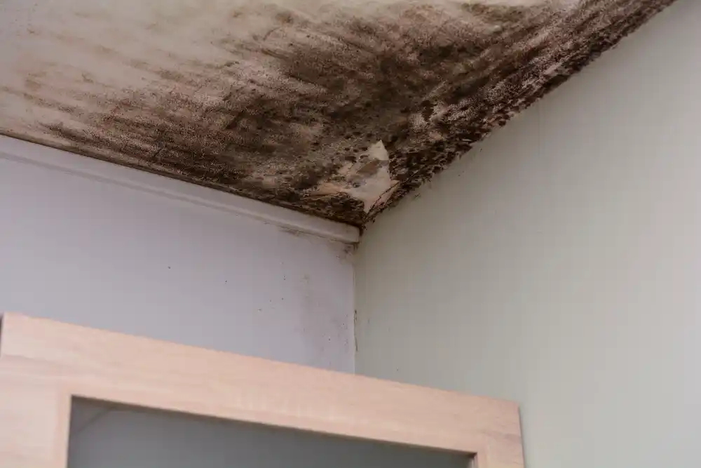 Mold Inspection