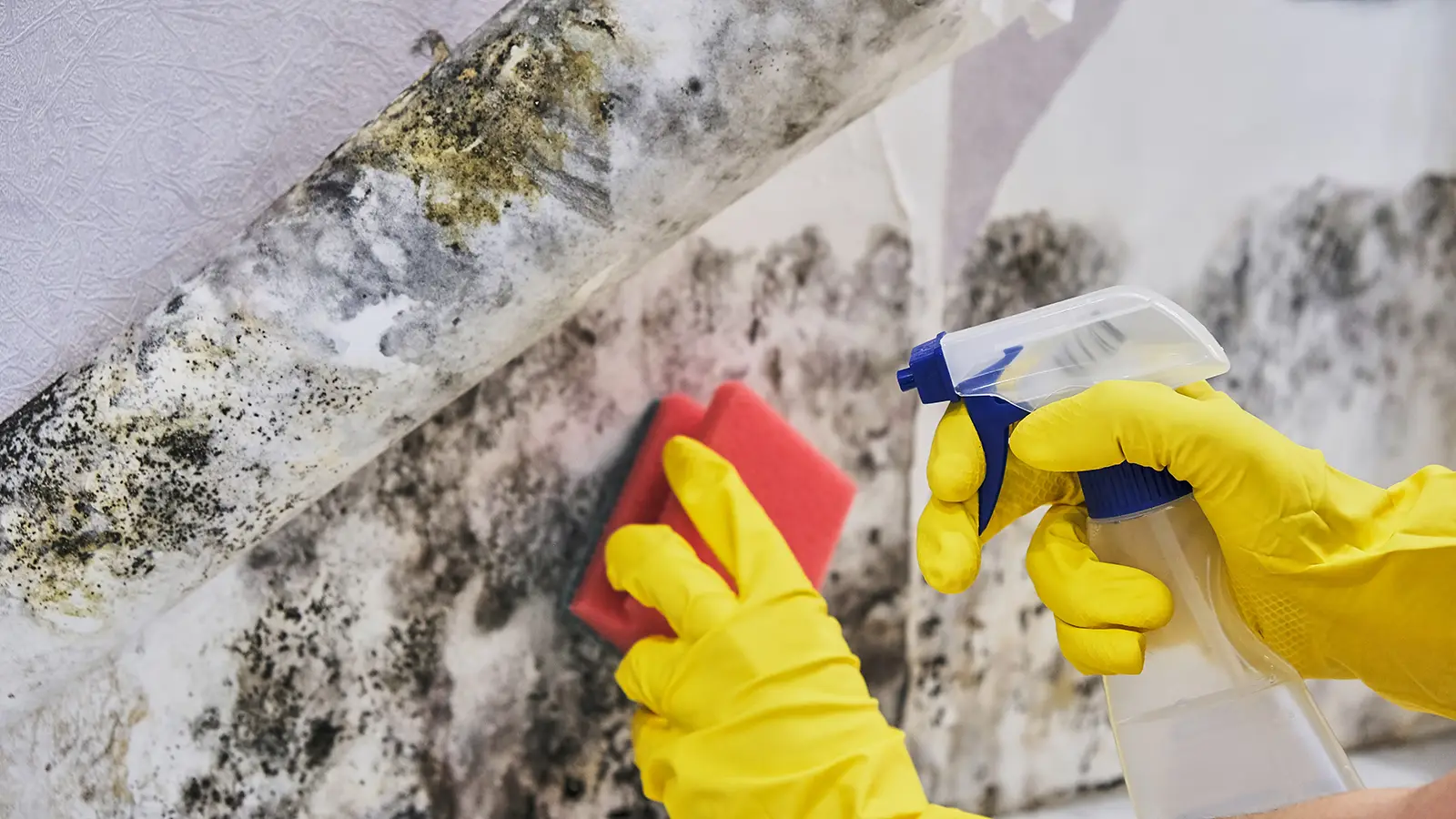 Person in yellow gloves spraying mold cleaner on wall with visible mold, illustrating mold remediation process by Advanced Restoration SC.