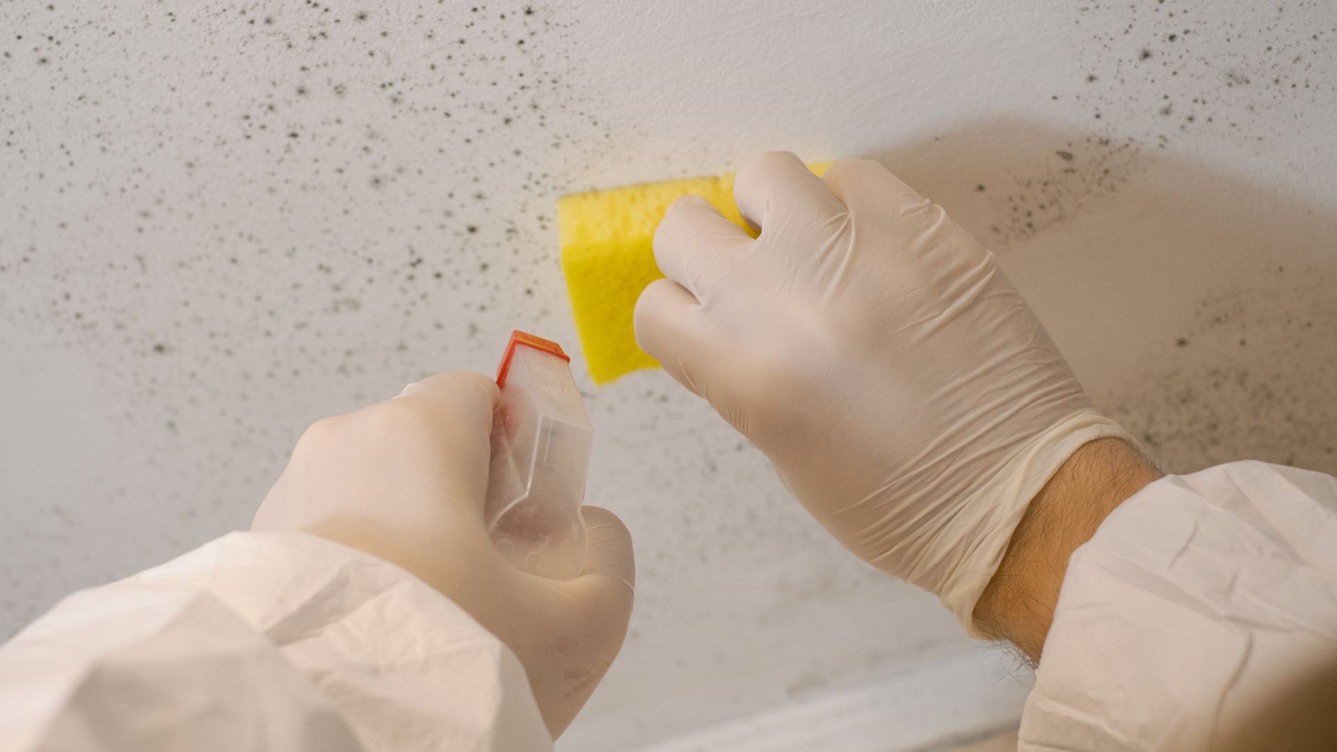 Mold Remediation After Water Damag